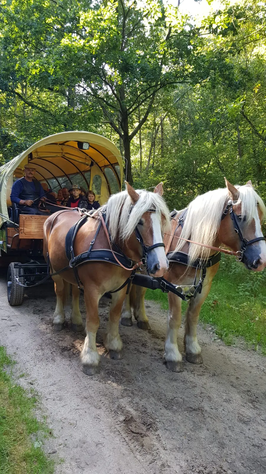 Kremserfahrt durch die Rostocker Heide